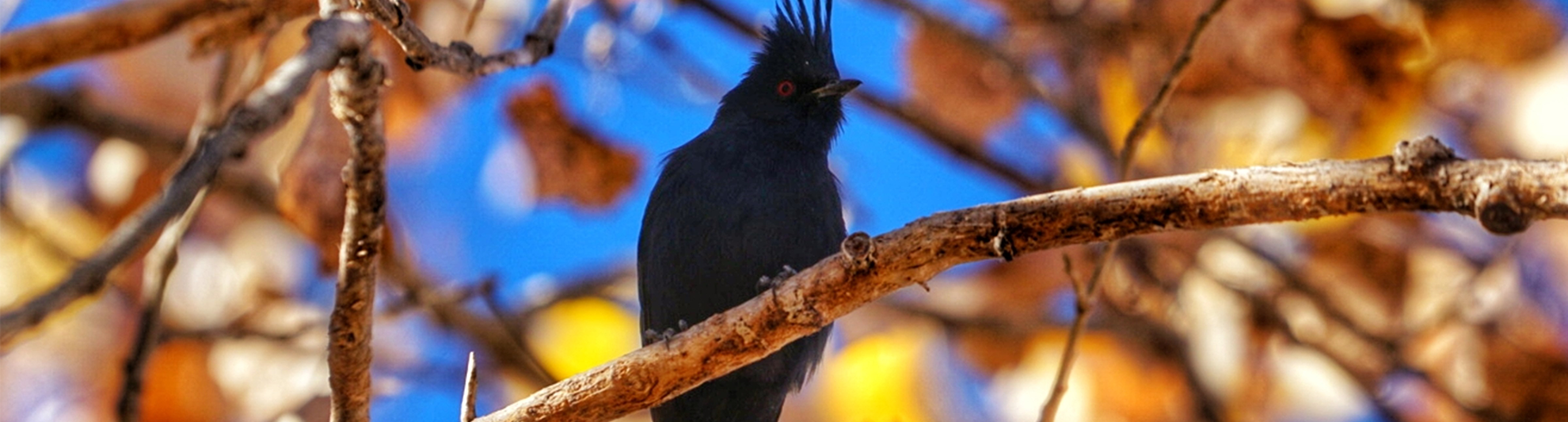 image of a black bird perched on a branch