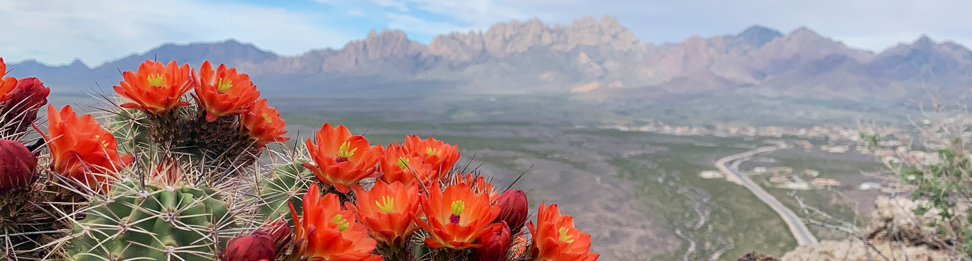 image of a red flower cacti with Organ Mountains in the background