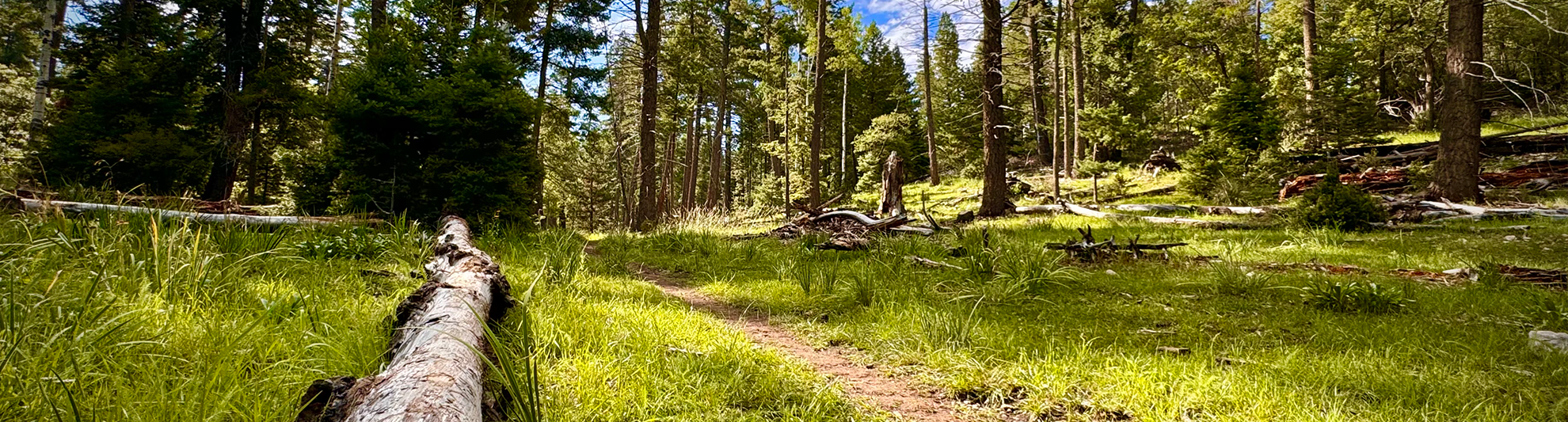 Path with trees