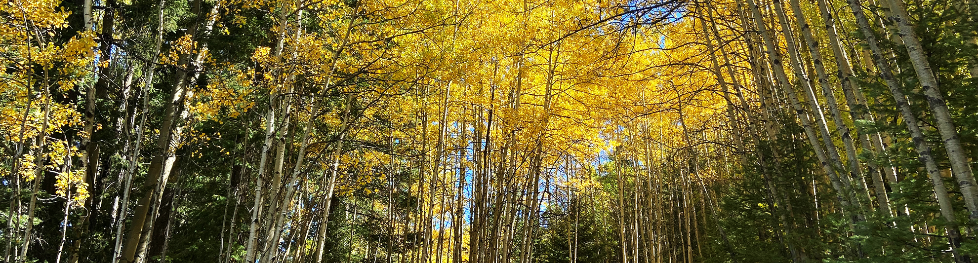 Trees in wooded area